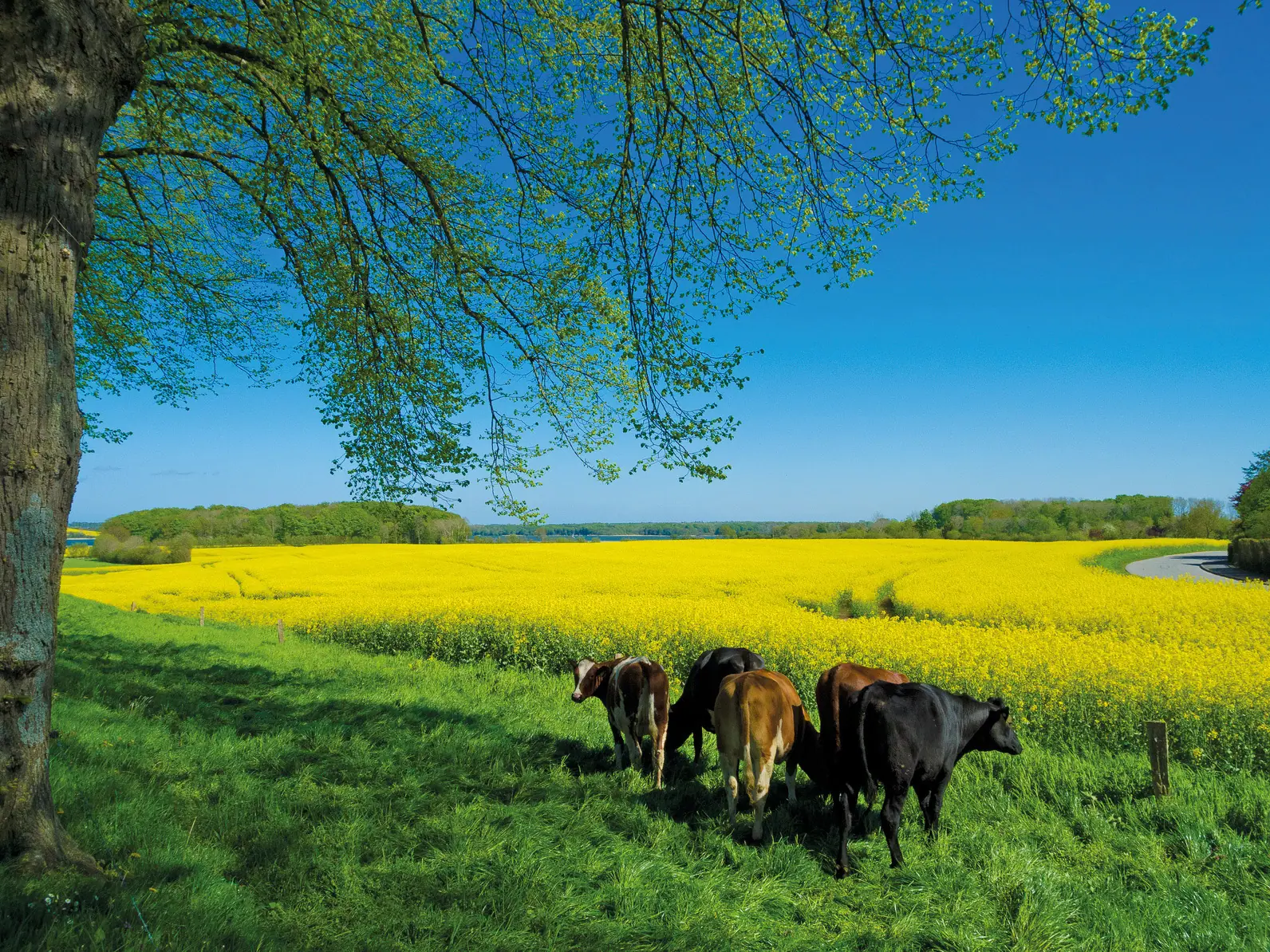 Grüne Wiese - Umwelt und Nachhaltigkeit