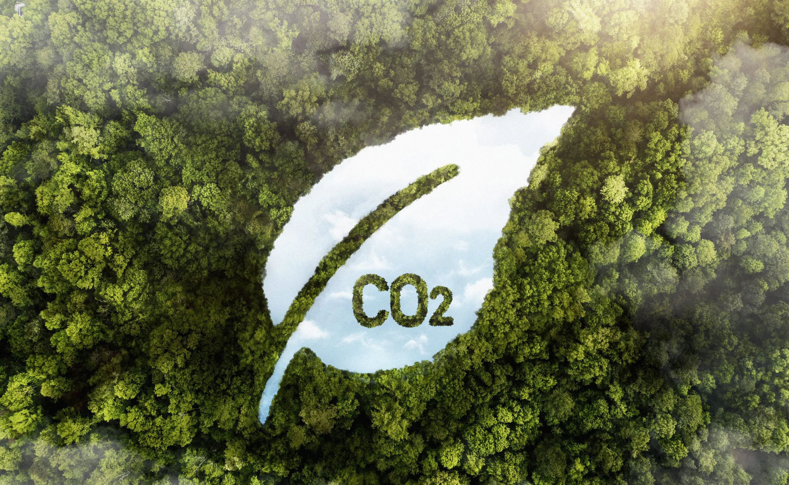 Grüner Wald mit CO2-Symbolik