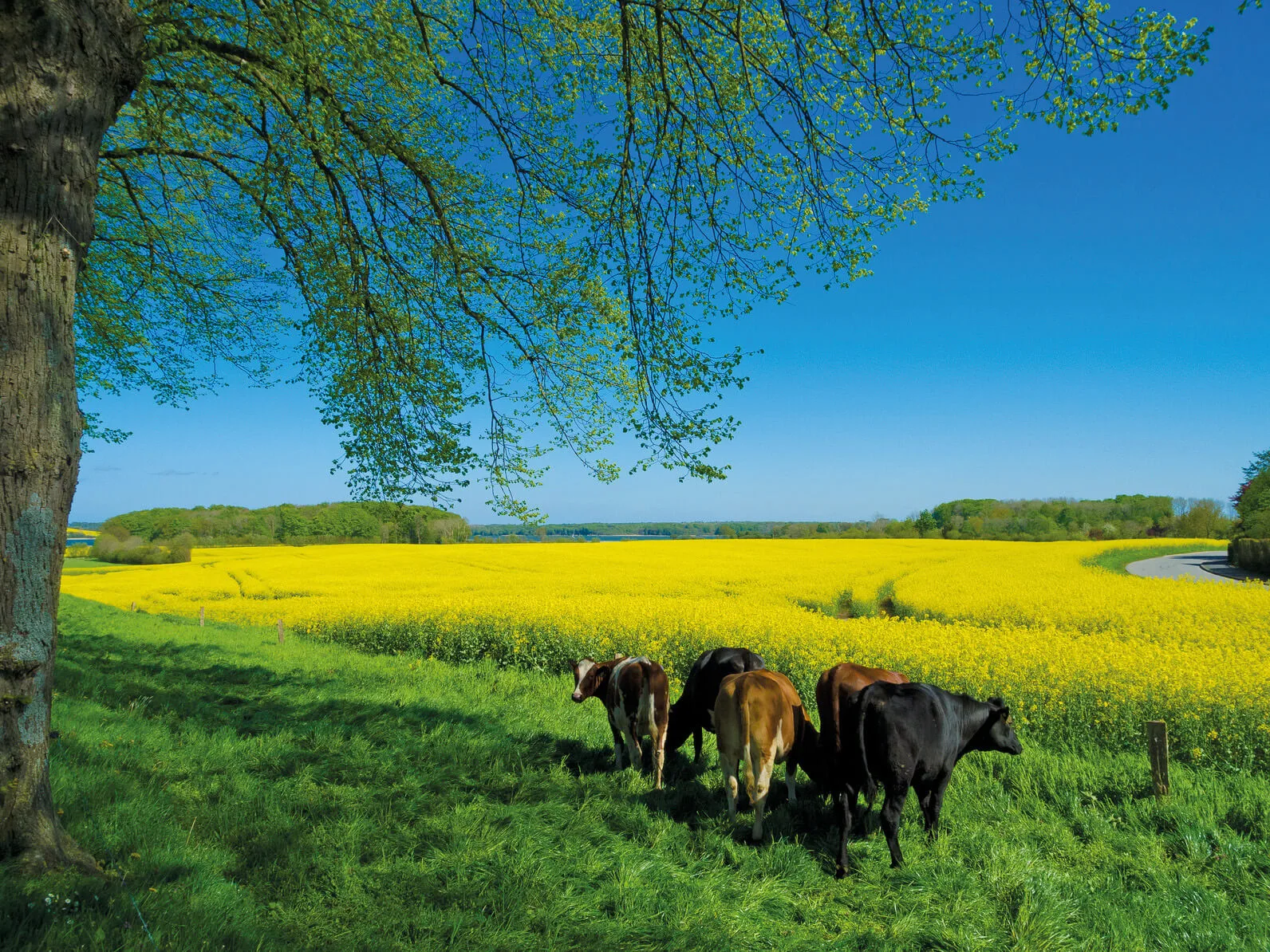 Grüne Wiese - Umwelt und Nachhaltigkeit