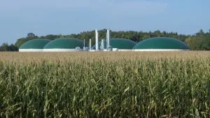 Biogasanlage mit mehreren Fermentern hinter einem Maisfeld