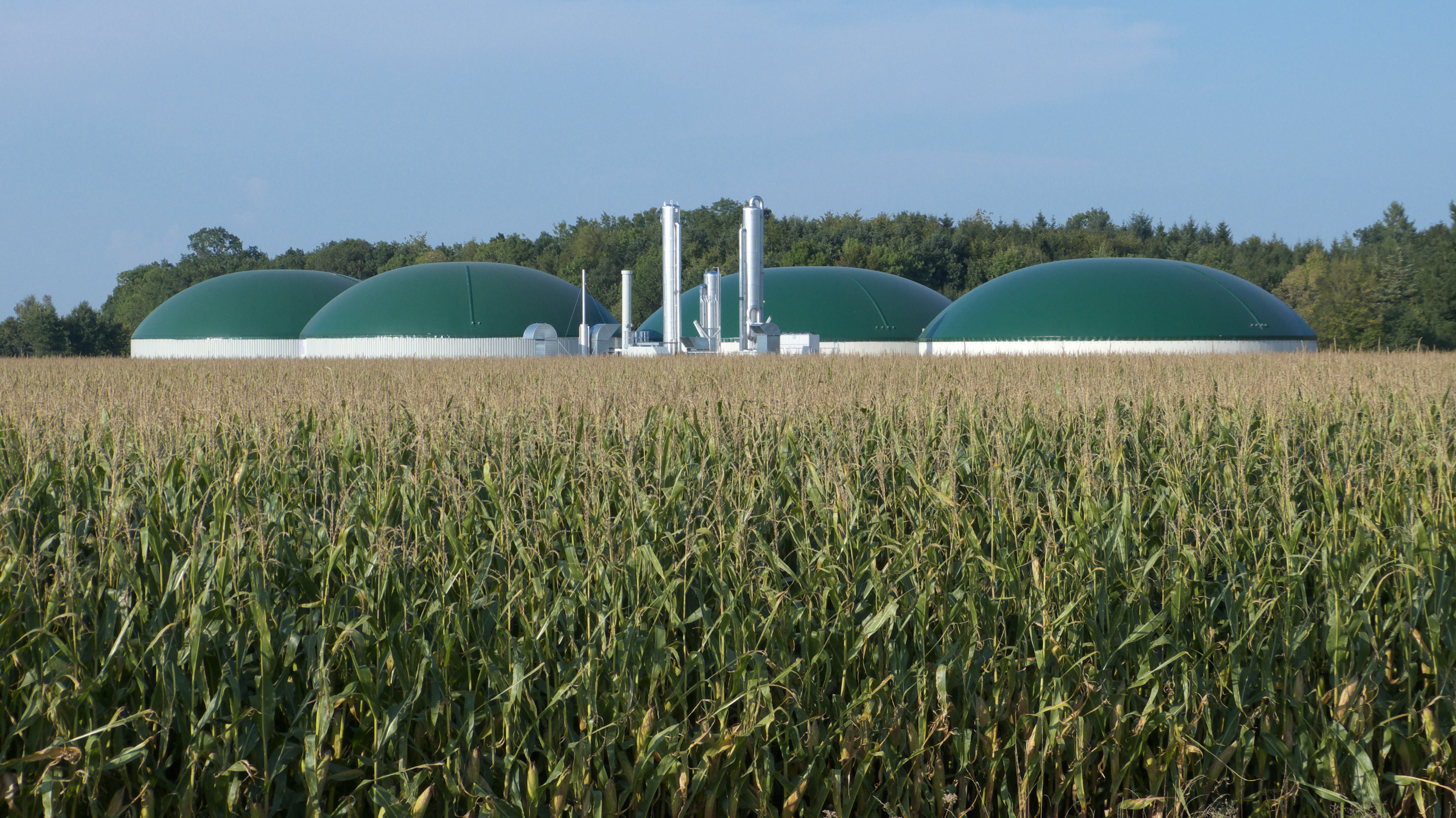 Biogasanlage mit mehreren Fermentern hinter einem Maisfeld