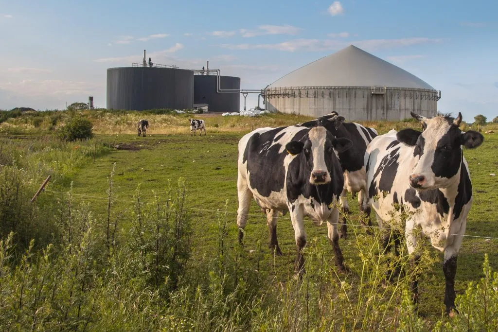 Weidende Kühe vor einer Biogasanlage mit Fermentertanks